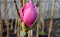 Aphrodite magnolia