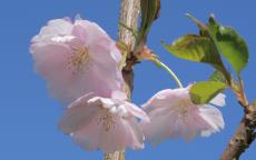 Accolade flowering cherry tree