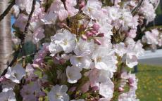 Amanogawa japanese flowering cherry