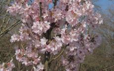 Ascendens Rosea flowering cherry tree