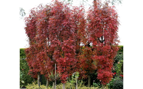 Sorbus Autumn Spire
