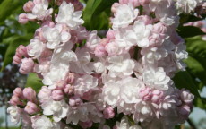 Beauty of Moscow lilac