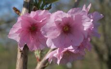 Beni-yutaka flowering cherry tree