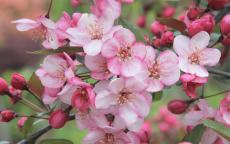 Candymint crab-apple trees