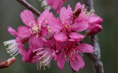 Collingwood Ingram flowering cherry tree