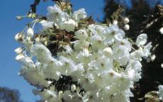 Shizuka - Fragrant Cloud japanese flowering cherry