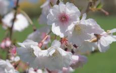 Hally Jolivette flowering cherry tree