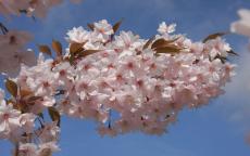 Horinji japanese flowering cherry