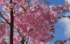 Jacqueline flowering cherry tree