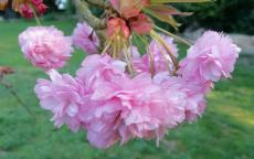 Kiku-shidare-zakura japanese flowering cherry