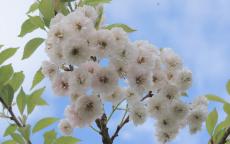 Powder Puff flowering cherry tree