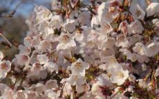 Kojo-no-mai flowering cherry tree