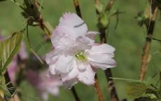 Little Pink Perfection japanese flowering cherry