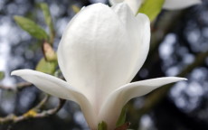 Alba Superba magnolia
