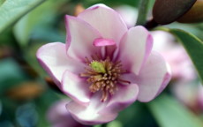 Fairy Blush magnolia