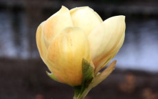 Honey Tulip magnolia
