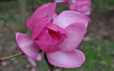 Premier Cru magnolia