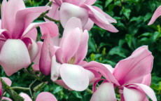 Princess Margaret magnolia