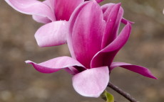 Shirazz magnolia