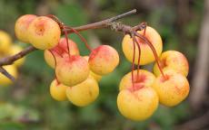 Butterball crab-apple trees
