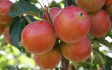 Rosehip crab-apple trees