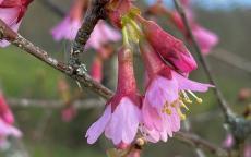 Okame flowering cherry tree
