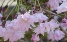 Oshidori Princesse flowering cherry tree