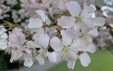 Pandora flowering cherry tree
