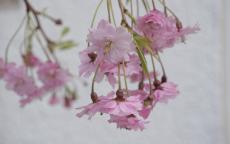 Pendula Plena Rosea flowering cherry tree