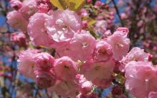 Pink Perfection japanese flowering cherry