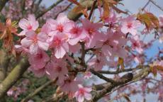 Prunus sargentii japanese flowering cherry