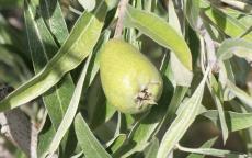 Pendula flowering pear