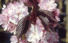 Royal Burgundy flowering cherry tree