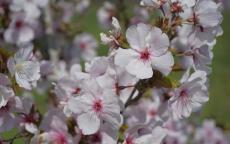 Schmittii flowering cherry tree