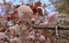 Shirofugen japanese flowering cherry