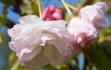 Shogetsu - Blushing Bride japanese flowering cherry