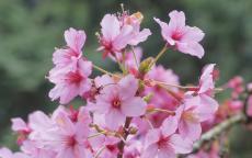 Shosar flowering cherry tree