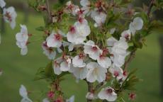 Snow Goose flowering cherry tree