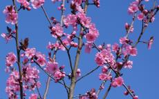 Spring Glow flowering cherry tree