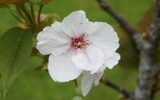 Tai-haku japanese flowering cherry