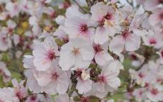The Bride flowering cherry tree