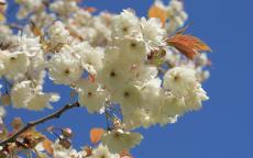 Ukon japanese flowering cherry