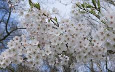 Somei-Yoshino flowering cherry tree