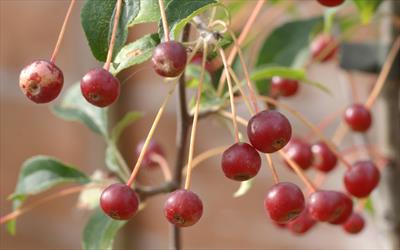 Malus brevipes httpswwwpippintreescoukimageashxi102036