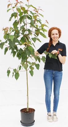 Acer davidii George Forrest maple tree