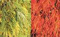 Acer palmatum Dissectum japanese maple trees