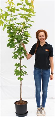 Acer Pla Princeton Gold maple tree