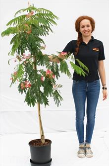 Albizia Jul Ombrella silk tree