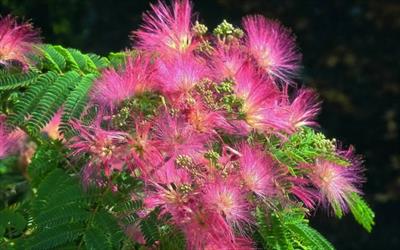 Albizia Julibrissin Ombrella Silk Tree For Sale