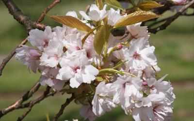 Amanogawa cherry blossom